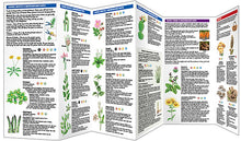 Load image into Gallery viewer, Simon &amp; Schuster - Foraging for Wild Edible Foods by James Kavanagh