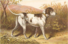 Load image into Gallery viewer, Found Image Press - Magnet DG-71 Hunting Dog, Pointer, Victorian Trade Card