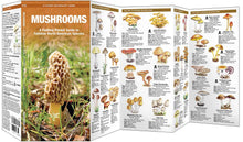 Load image into Gallery viewer, Simon &amp; Schuster - Mushrooms by James Kavanagh