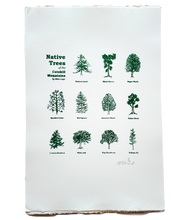 Load image into Gallery viewer, Native Trees of The Catskills Poster